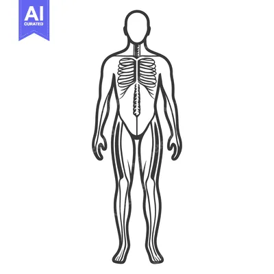 Aset desain premium: Black and white simplified diagram of the human skeletal system