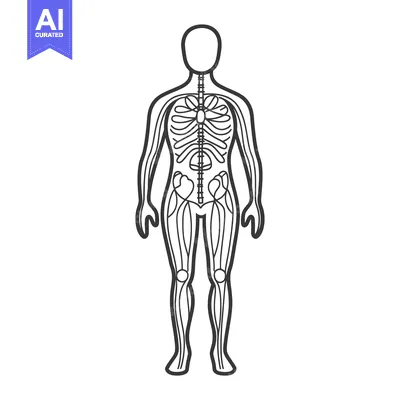 Premium design asset: A skeletal diagram illustrates the human body standing upright