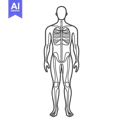 Aset premium populer: A diagram depicting the human skeletal structure in a front facing vie