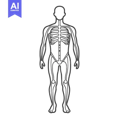Aset premium populer: Simplified anatomical illustration of the human skeletal framework sta