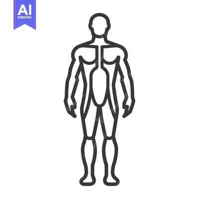 Aset premium populer: Outline drawing of the complete human male body structure