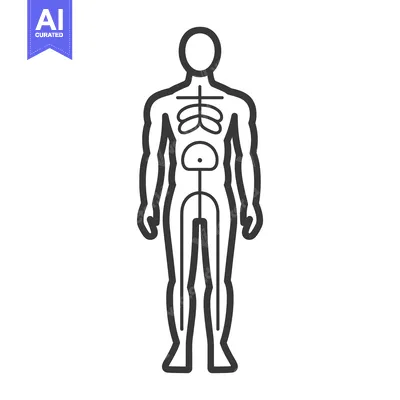 Premium design asset: A diagram illustrating the human body and its internal organ systems