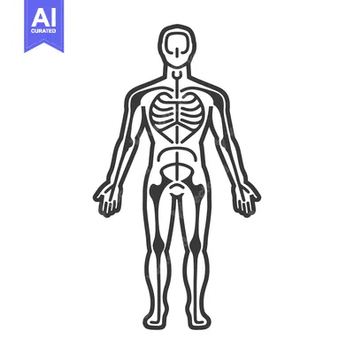 Aset premium populer: A black and white illustration depicting a human skeletal structure