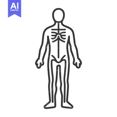 Premium design asset: Simple outline illustration presenting the human skeletal structure an