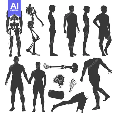 Popular premium asset: Human Body Silhouettes with Anatomical Parts