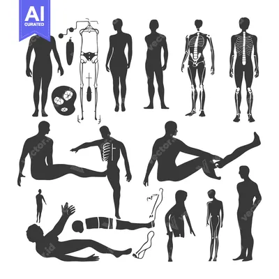 Aset desain premium: Human Body Silhouettes with Skeletal System Illustrations