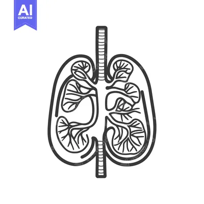 Popular premium asset: An artistic representation of the human lung anatomy illustration