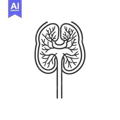 Popular premium asset: An anatomical depiction of a stylized human kidney organ