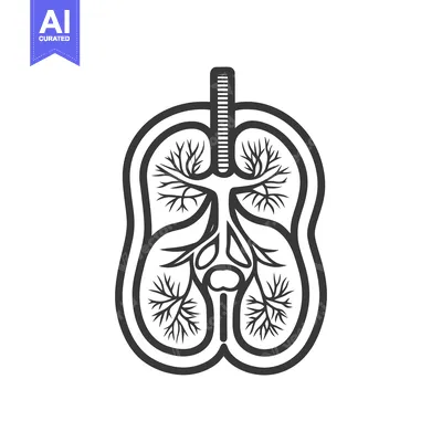A stylized anatomical illustration of the human respiratory system