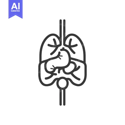 Human internal organs illustrated with simple black line art