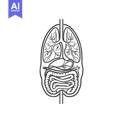 Aset premium populer: An outline diagram depicting human internal organs of the body