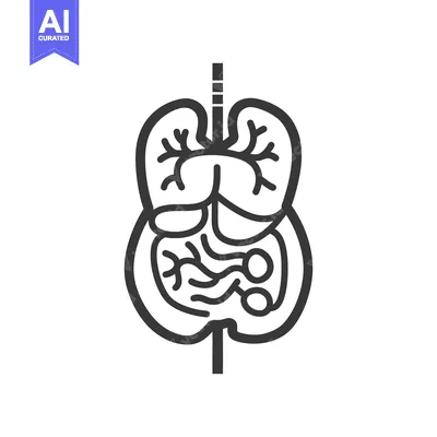 Premium design asset: A simple illustration of the human bodys internal organ systems