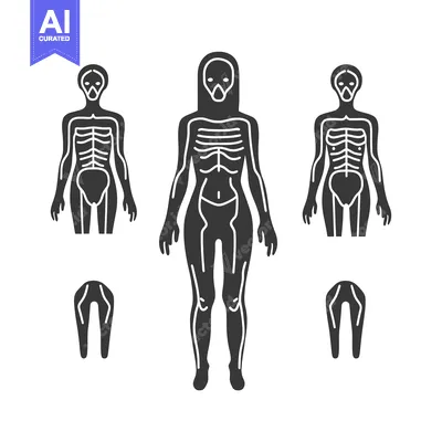 Popular premium asset: Human Silhouette with Visible Skeleton and Muscle Structure
