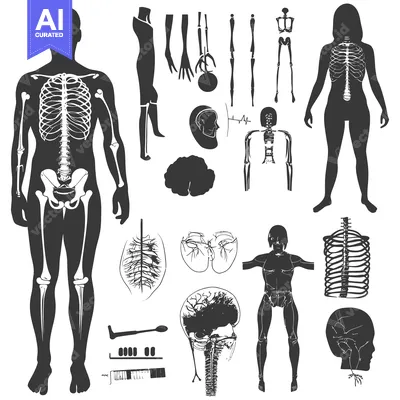 Aset desain premium: Human Skeletal System Anatomical Illustrations