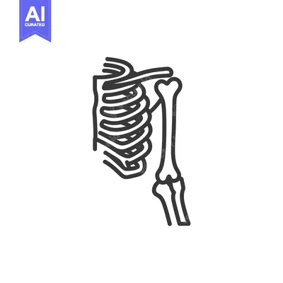 Aset desain premium: Ribcage and Humerus Bone Outline: Anatomical Vector Illustration on Wh