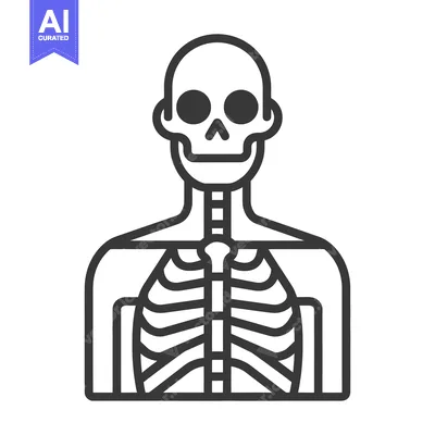 A simple black and white illustration of a human skeleton
