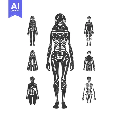 Illustration of a Female Skeleton in Different Poses