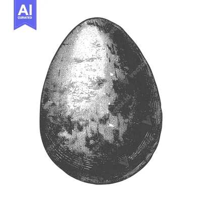Popular premium asset: A Detailed Engraving of a Single Birds Egg