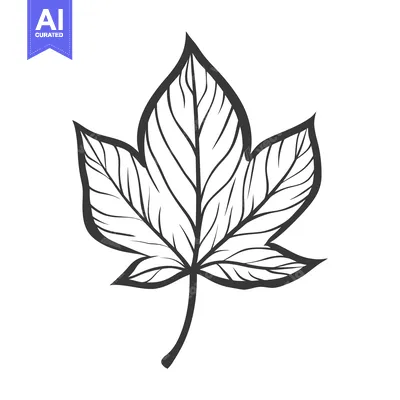 Aset premium populer: A detailed black and white line drawing of a leaf