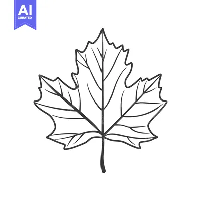 Aset premium populer: Detailed black and white line art image of a maple leaf