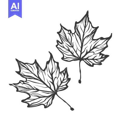Aset premium populer: Two detailed black line drawings of maple tree leaves