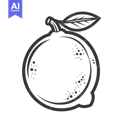 Aset desain premium: A simple black and white illustration of a citrus fruit