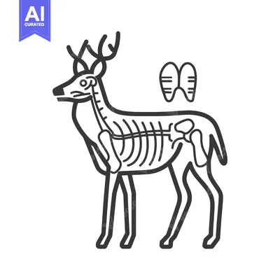Popular premium asset: Line Art Illustration of a Deer with Internal Anatomy Visible