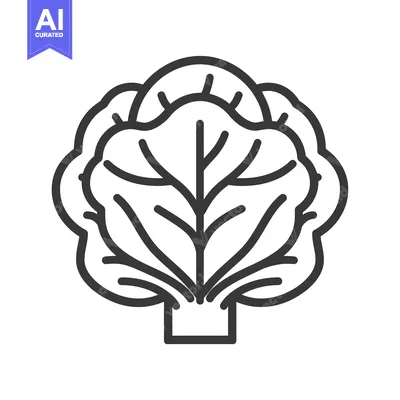 Popular premium asset: Line art illustration of a head of cabbage