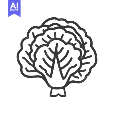 Aset premium populer: Line Art Illustration of a Head of Cabbage