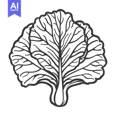 Line art illustration of a single head of cabbage