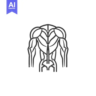 Aset premium populer: Line art illustration of human back muscles