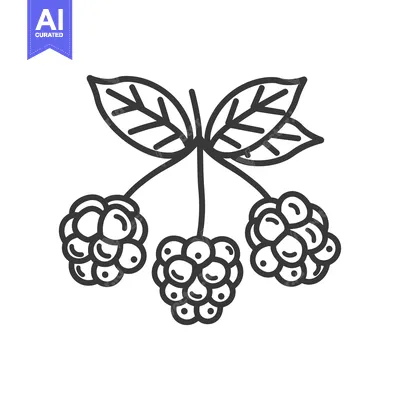 Aset premium populer: Line Art Illustration of Three Blackberries with Leaves