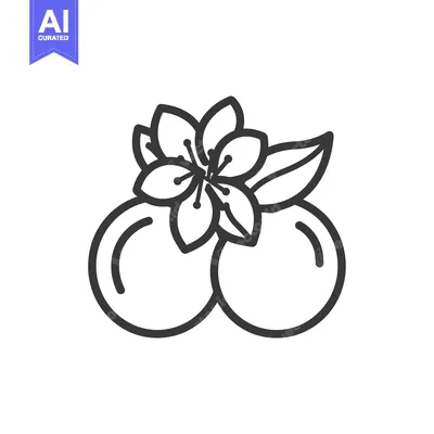 Aset premium populer: Line Art Illustration of Two Round Fruits with a Flower