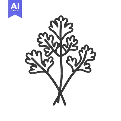 Aset premium populer: Line drawing illustration of a bunch of cilantro