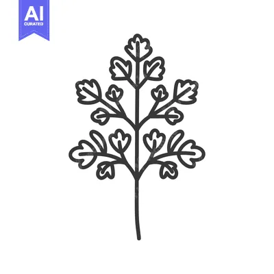 Line drawing illustration of a single sprig of cilantro