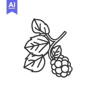 Aset desain premium: Line drawing of a blackberry with leaves