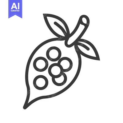 Aset premium populer: Line drawing of a cocoa pod with beans