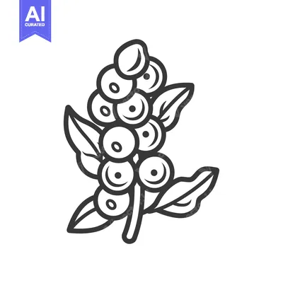 Popular premium asset: Line Drawing of a Coffee Bean Branch with Leaves