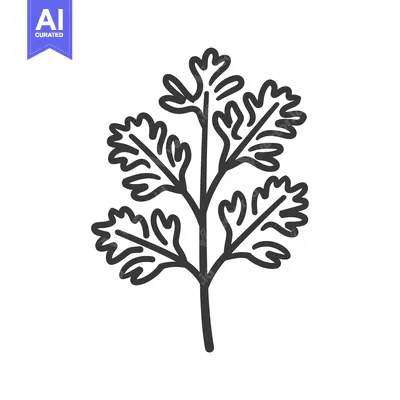 Line drawing of a coriander leaf
