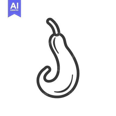 Aset premium populer: Line drawing of a curved, pear-shaped gourd