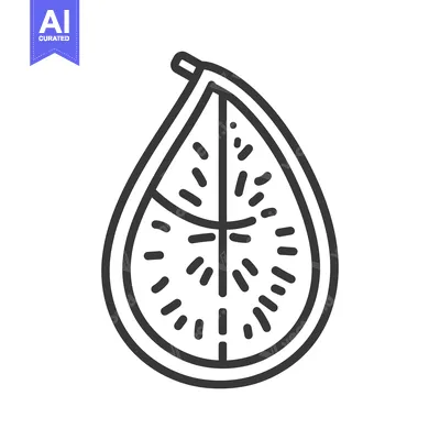 Aset premium populer: Line drawing of a cut open fig fruit