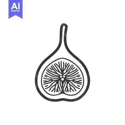 Aset desain premium: Line Drawing of a Halved Fig with Seeds and Stem