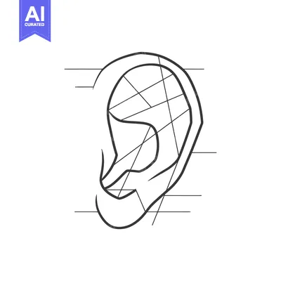 Aset premium populer: Line drawing of a human ear with anatomical divisions