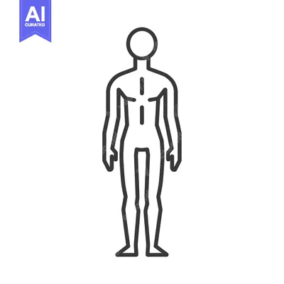 Aset premium populer: Line drawing of a human figure standing upright