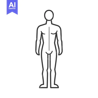 Popular premium asset: Line drawing of a human male figure