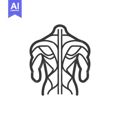 Popular premium asset: Line Drawing of a Human Torso's Back Muscles
