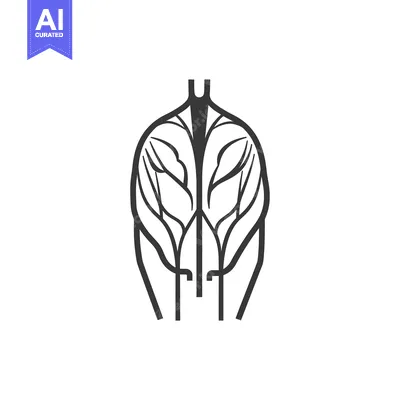 Popular premium asset: Line drawing of a human vascular system in the pelvic area