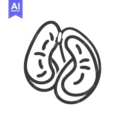 Aset desain premium: Line Drawing of a Pair of Kidneys