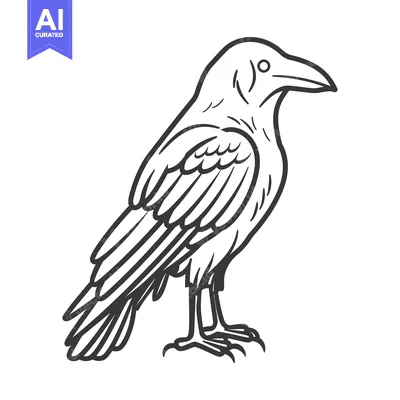 Popular premium asset: Line Drawing of a Raven with Sharp Claws and a Beak