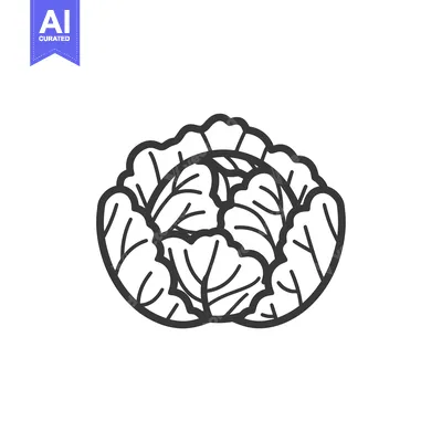 Aset premium populer: Line Drawing of a Round Cabbage with Detailed Leaves